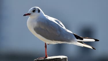 Une mouette en Belgique, en 2019