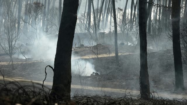 La forêt de Chiberta après un incendie, le 31 juillet 2020 à Anglet, dans les Pyrénées-Atlantiques