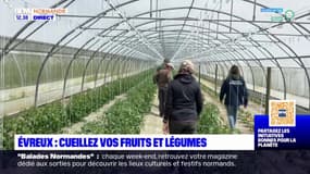 À côté d'Évreux, le public invité à cueillir ses fruits et légumes