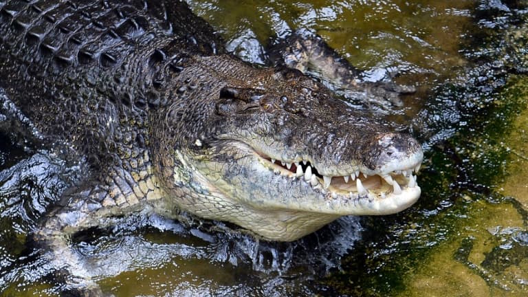 Finding the remains of an Australian who went hunting in two crocodiles