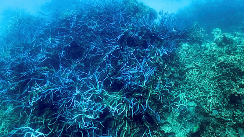 En Australie, la Grande barrière de corail subit un 