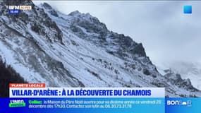 Planète Locale du mercredi 18 décembre - Villar-d'Arène : à la découverte du chamois