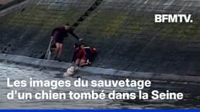 Les images du sauvetage d'un chien tombé dans la Seine à Paris