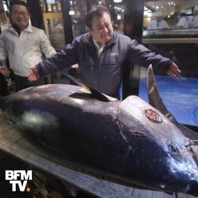 Au Japon, ce thon rouge s'est vendu 2,7 millions d'euros
