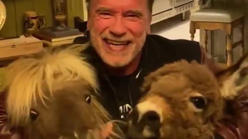 Arnold Schwarzenegger entouré de son âne et de son poney, dans une vidéo publiée sur Instagram pendant le confinement.