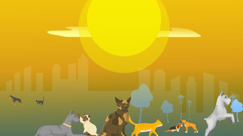 Les chats et les chiens peuvent s'adapter et vivre à la campagne comme en ville