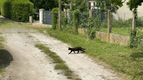 Des habitants de la commune ont signé une pétition après la disparition d'une vingtaine de chats en trois mois.