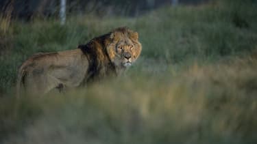 Un lion dans une réserve sud-africaine (Illustration)