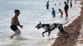 Un baigneur et un chien à Biscayne Bay on le 27 juin 2023 à Miami (Floride).
