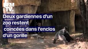 Deux gardiennes d’un zoo restent coincées dans l’enclos d’un gorille  