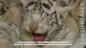 Chili: trois bébés tigres blancs font leurs premiers pas dans un zoo