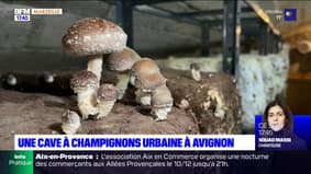 Avignon: une cave à champignons urbaine dans la cave d'un restaurant étoilé
