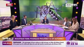 Moustique-tigre : Pourquoi prolifèrent-t-ils cet automne? 
