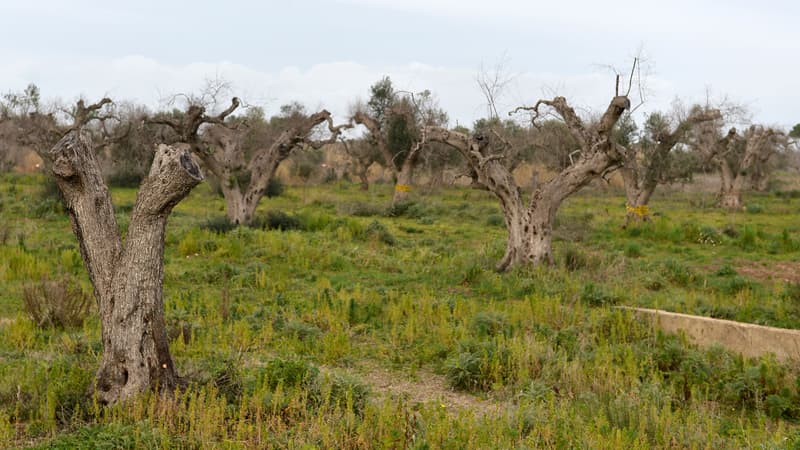 Oliviers décimés par la bactérie xylella fastidiosa, en Italie où un million d'arbres sont touchés.