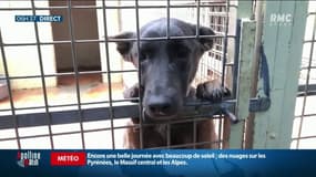 Une hausse des abandons d'animaux est-elle à craindre cet été ?