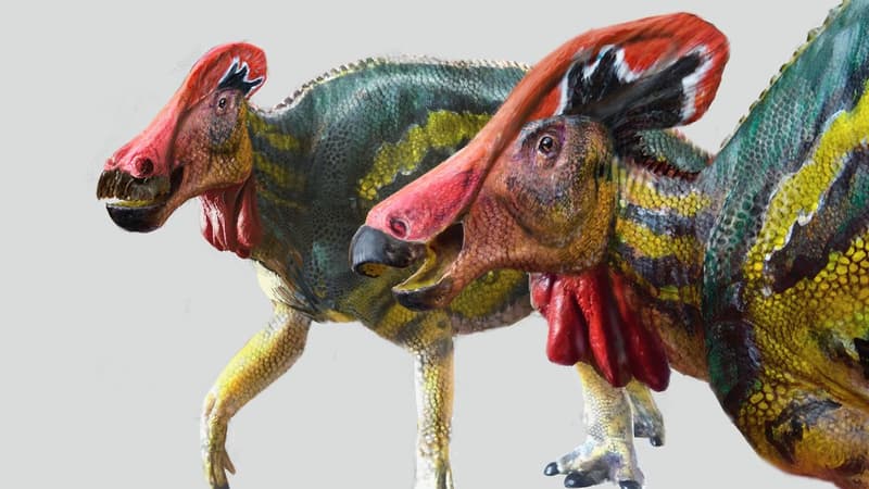Ce jeudi, des paléontologues mexicains ont découvert au Mexique, une nouvelle espèce de dinosaure a priori pacifique.