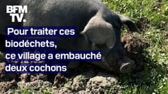 TANGUY DE BFM - Pour respecter la loi, ce village donne ses biodéchets à deux cochons