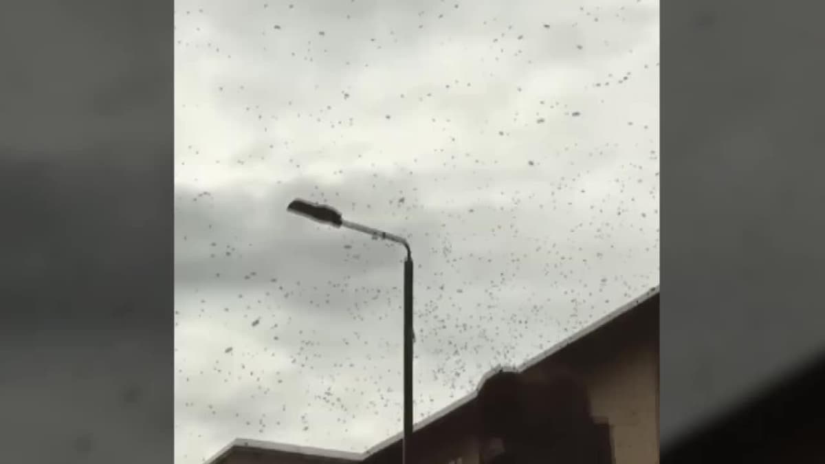 placeholder video