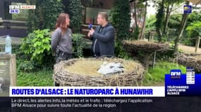 Routes d'Alsace: à la rencontre de cigogneaux au Naturoparc à Hunawihr
