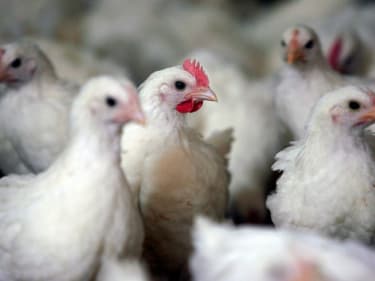 Les éleveurs français vont devoir confiner leurs volailles, le risque relatif à la grippe aviaire passant à "élevé" en France métropolitaine