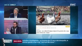 En Espagne, un collectif veut "séparer les coqs et les poules pour ne pas qu'elles soient violées"