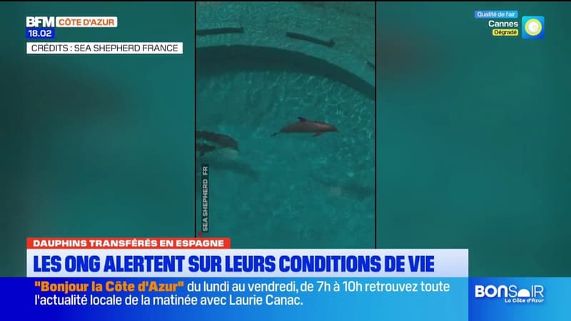 Dauphins transférés en Espagne : les ONG alertent sur leurs conditions de vie