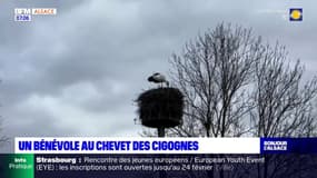 Haut-Rhin: un bénévole au chevet des cigognes à Rouffach