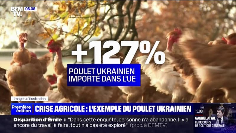 Les importations de poulets ukrainiens ont bondi de 127% par rapport à 2022 dans l'Union européenne