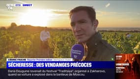 Champagne: des vendanges précoces et un millésime exceptionnel attendu