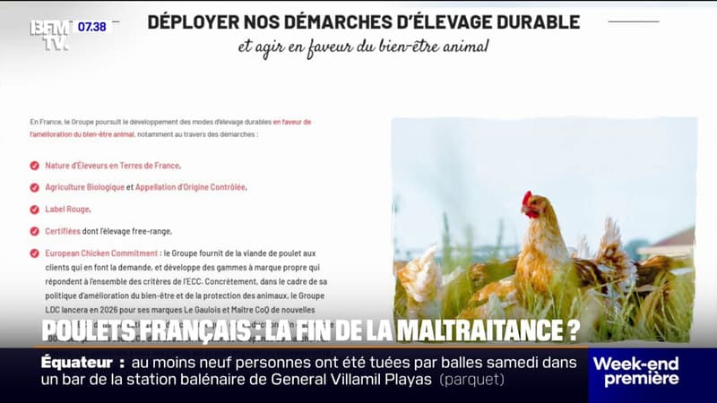 Le Gaulois et Maître Coq mettent fin à l'élevage intensif de poulets, L214 salue cette décision thumbnail