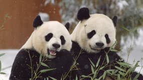 Les pandas Mei Xiang (g) et Tian Tian (d) au zoo de Washington (Etats-Unis), le 7 décembre 2020