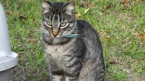 Le jeune chat Enzo a été retrouvé mort, transpercé d'une flèche.
