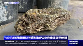 À Marseille, une huître de 2,360kg peut devenir la plus grosse du monde