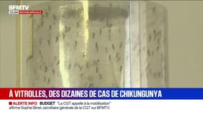 154 cas de chikungunya en France métropolitaine