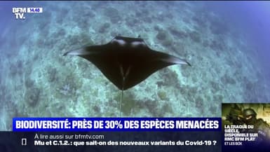 Près de 30% des espèces sont menacées selon l'Union internationale pour la conservation de la nature