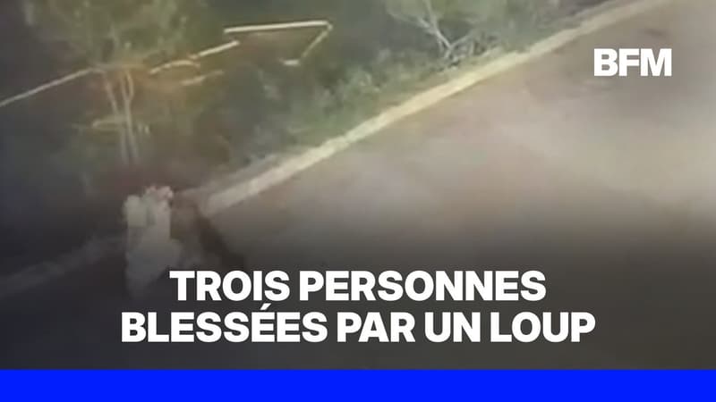 Des touristes blessés par l'attaque d'un loup en Italie