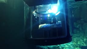 Le bocal est placé au milieu d'un bassin de 3 millions de litres d'eau.