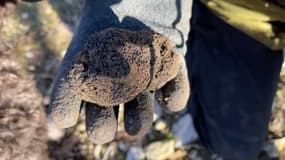 À Gréolières, les truffes sont moins nombreuses cette année en raison de la sécheresse.