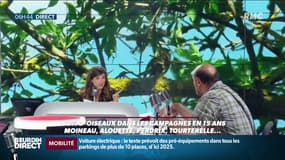 "N'hésitez pas à les nourrir pour les aider": en 15 ans, les populations d’oiseaux des campagnes se sont réduites d’un tiers en France