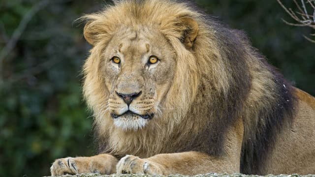 Il ne reste plus que 20.000 lions en Afrique et en Inde.