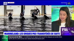 Antibes: le gouvernement dément tout transfert des orques de Marineland à l'étranger
