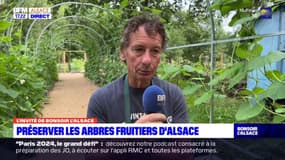 Alsace: préserver les fruits anciens avec des vergers conservatoires