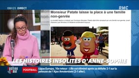 "Les 3 histoires d'Anne-Sophie" : Un homme simule un kidnapping pour ne pas aller travailler, la marque Monsieur Patate va disparaitre, et un mouton errant délesté de 35kg de laine - 26/02
