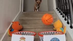 Steph Furry, un corgi américain spécialiste des pronostics sportifs