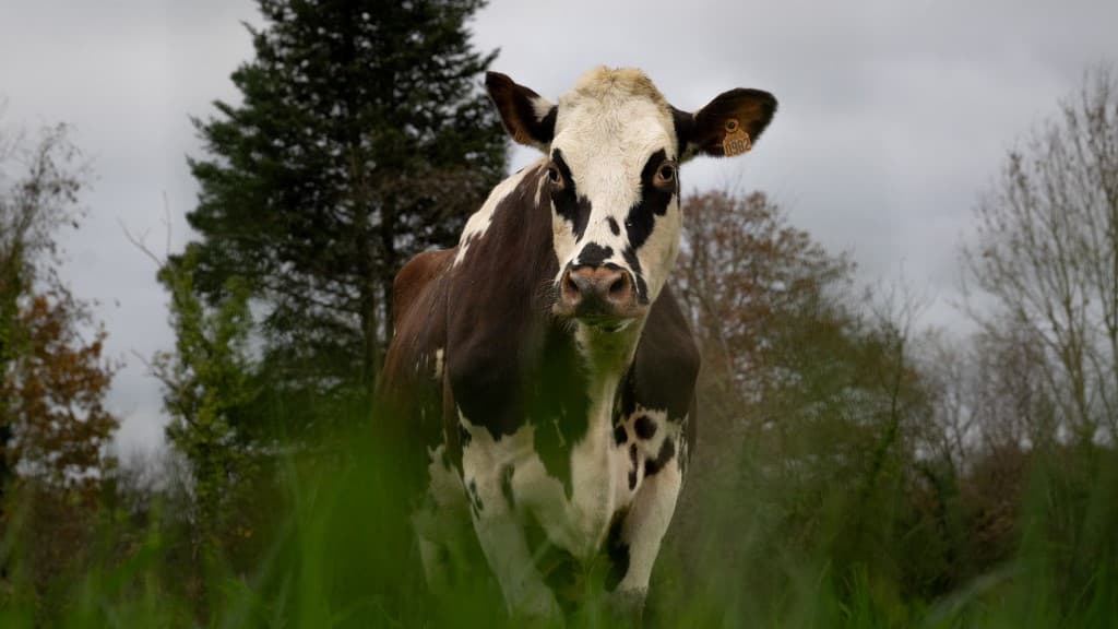 Oreillette, une vache normande de 5 ans, est l'égérie du Salon de l'Agriculture 2024