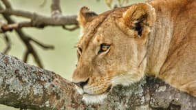 Une lionne couchée sur une branche d'arbre. (photo d'illustration)