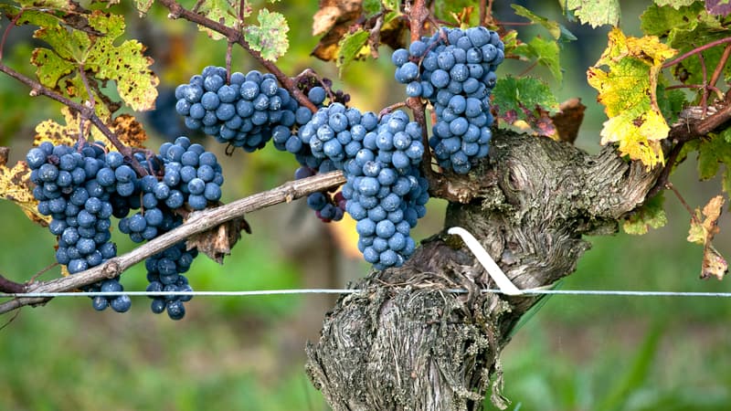 "Il y a une partie des vignerons qui n'en pouvait plus": face à la crise du vin, 5.800 viticulteurs demandent l’aide de l’État pour arracher 28.000 hectares de vignes