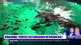 Les Ch'tites Sorties : Dans les coulisses de Nausicaa à Boulogne-sur-Mer ! 