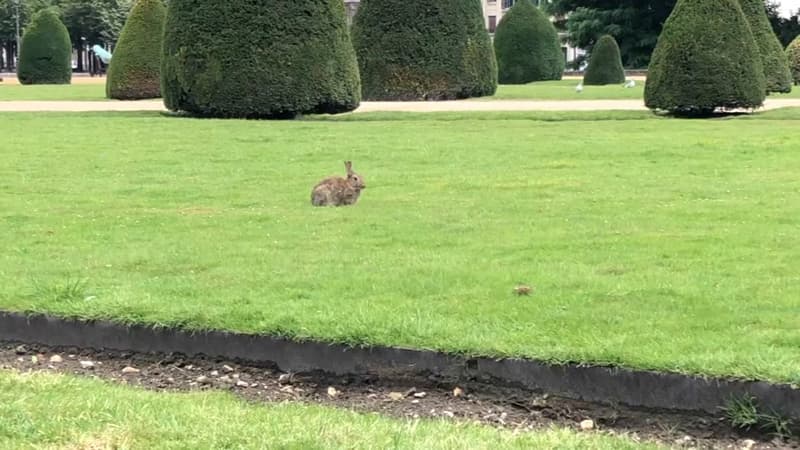 Les lapins squattent la pelouse des Invalides à Paris. 