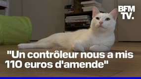 Une voyageuse verbalisée par un contrôleur SNCF car son chat miaulait dans le train